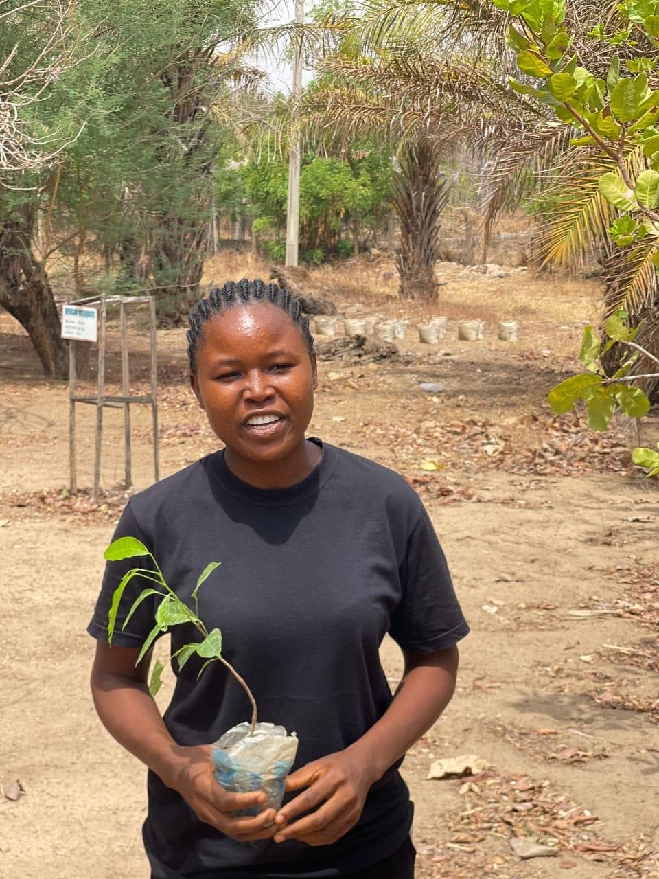 Seedling planting
