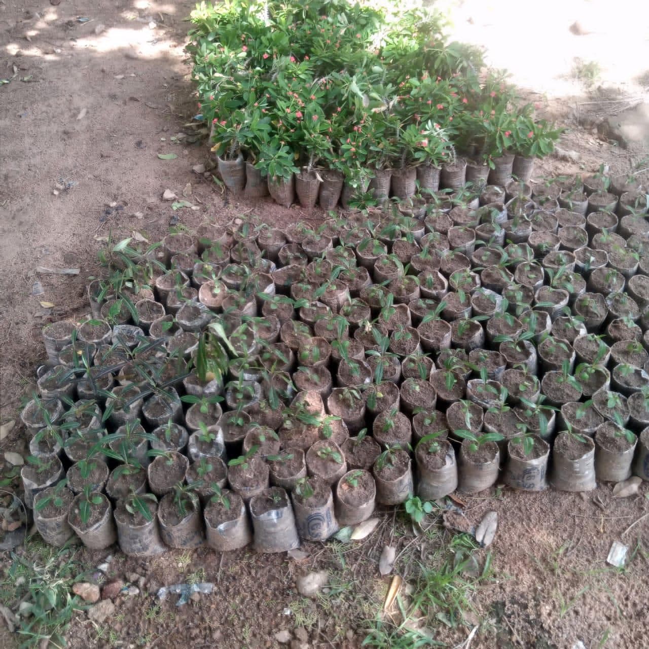 Tree seedlings prepared for planting during TRF fieldwork